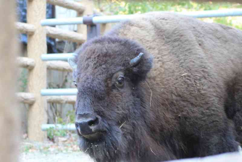 アメリカバイソン｜東山動植物園ガイド | Higashiyama Zoo and